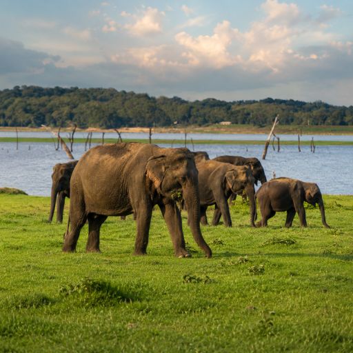 Minneriya National Park